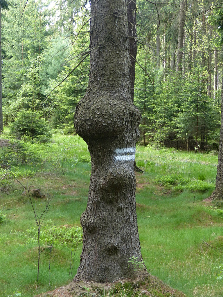 Obtloustlý strom