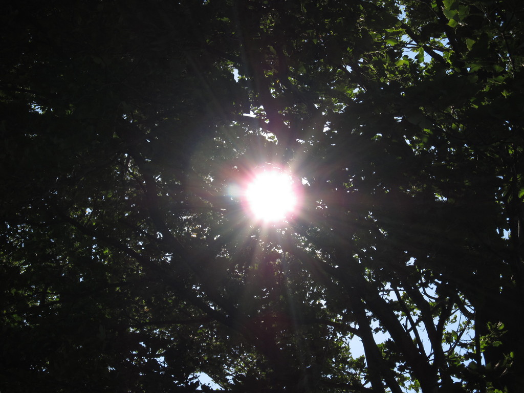 Sluníčko za stromy